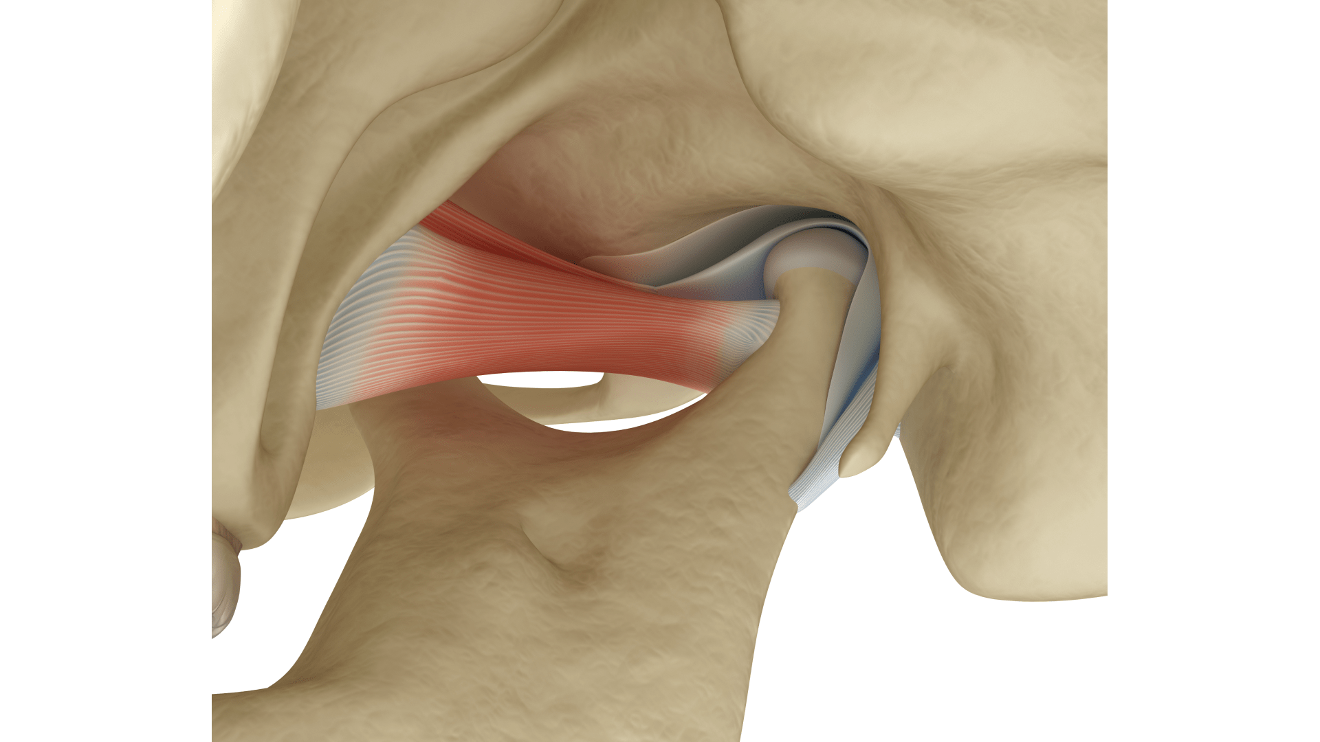 Скронево-нижньощелепний суглоб