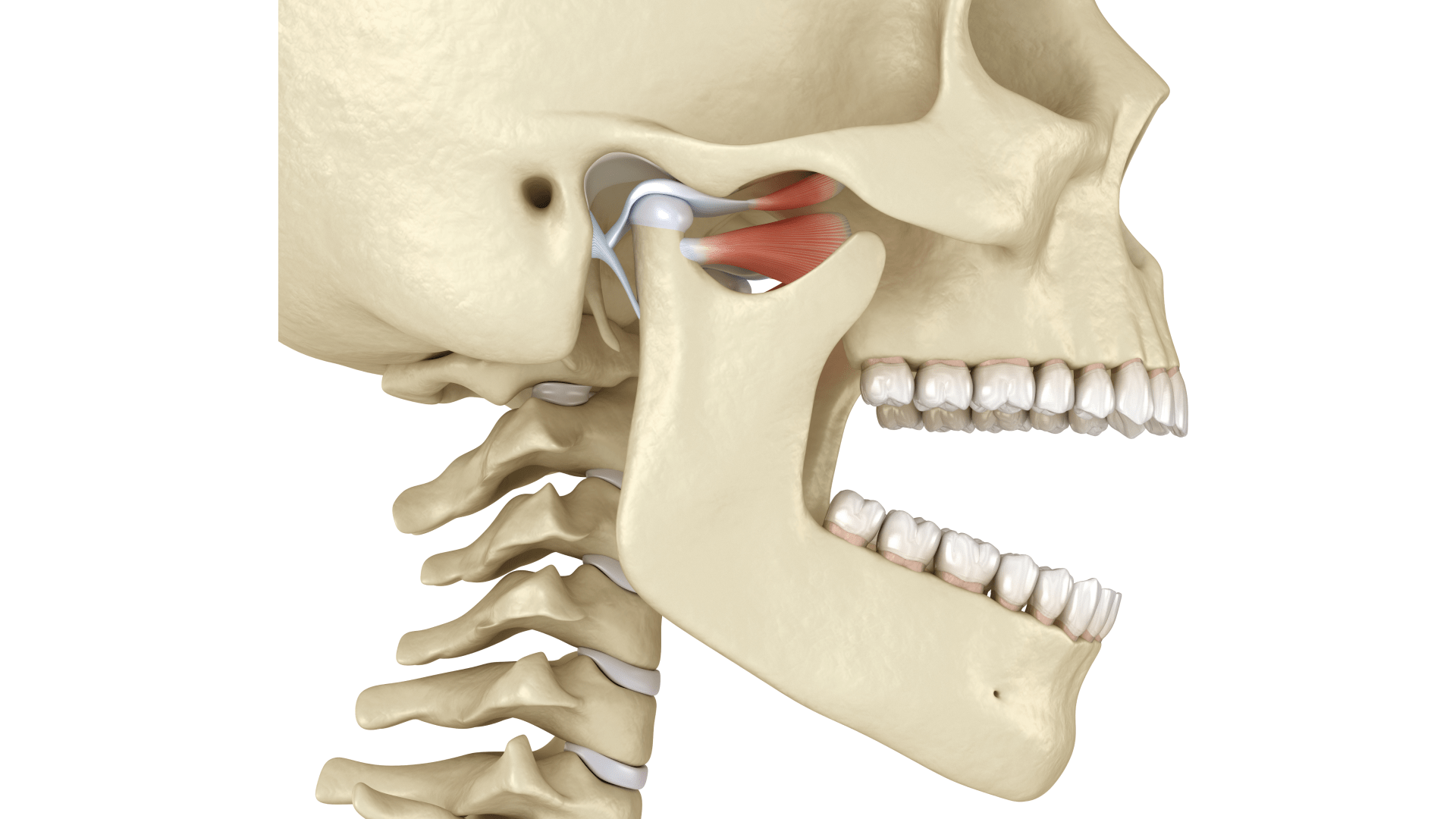 Скронево-нижньощелепний суглоб